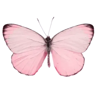🐞 ผีเสื้อ, สีชมพู, แมลง, ธรรมชาติ, ปีก, ฤดูใบไม้ผลิ, สวย telegram sticker