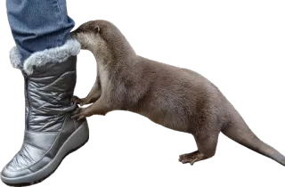 👢 wydra, zwierzę, but, noga telegram sticker