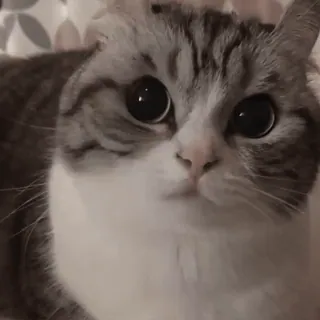 😶 猫, 動物, 可愛い, ペット, 家畜 telegram sticker