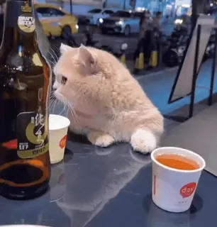 πββ¬ kat, bier, drank, tafel, schattig, dier telegram sticker