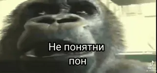 🐵 Не понятни
пон Gorilla, Meme, Tier telegram sticker