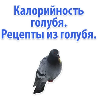 😂 Калорийность голубя. 
Рецепты из голубя. piccione, uccello, ricetta, calorie, cibo whatsapp sticker