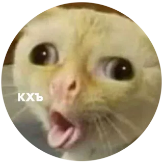 🤧 КХЪ kat, meme, grappig, dier, russisch whatsapp sticker