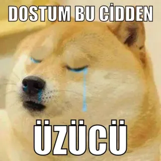 😔 DOSTUM BU CIDDEN ÜZÜCÜ doge, triste, meme, llorando, molesto, perro telegram sticker