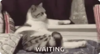 ⏳ WAITING kucing, menunggu, lucu, meme, hewan telegram sticker