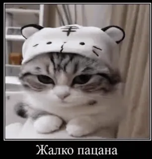 😢 Жалко пацана แมว, มีม, เศร้า, เสือ, สัตว์, รัสเซีย, น่ารัก whatsapp sticker