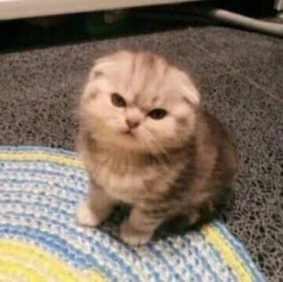 😠 Katze, Kätzchen, süß, Tier, Haustier, Katzenartig telegram sticker