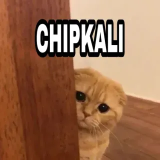 🍁 CHIPKALI Katze, Aufkleber, Tier, süß, Eidechse, Meme telegram sticker