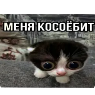 Больше стиков тут: @stikery4 telegram stickers