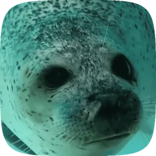 🦭 foka, zwierzę, słodkie, ssak, dzikie zwierzęta telegram sticker