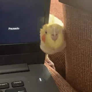 🧈 Pausado oiseau, cockatiel, animal de compagnie, ordinateur portable, en pause telegram sticker