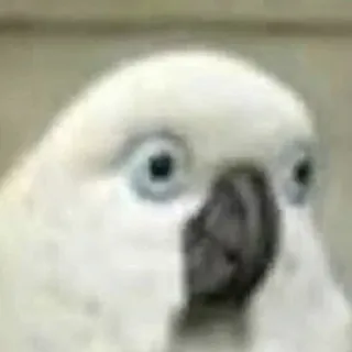 😐 oiseau, perroquet, cacatoès, blanc, animal telegram sticker