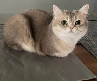 🤔 Katze, süß, Tier, Haustier, häuslich telegram sticker