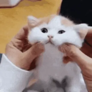 🐨 кот, котенок, милый, животное, питомец whatsapp sticker