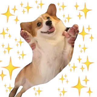 ✨ corgi, hund, sterne, süß, tier, haustier telegram sticker