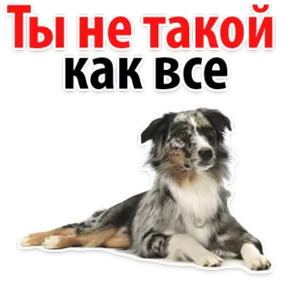 Dogs Sleng @stickersb2b whatsapp stickers