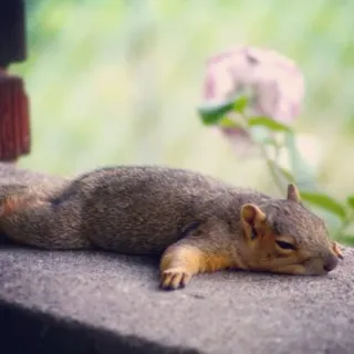 🐿 squirrel, cute, nature, animal, lazy, sleepy, relaxing telegram sticker