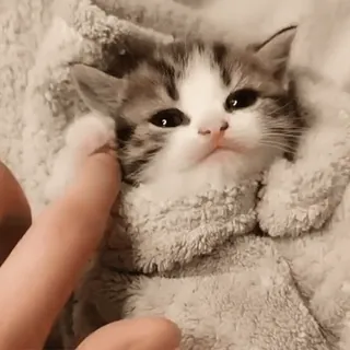 😴 kitten, cat, cute, pet, animal, domestic, mammal telegram sticker