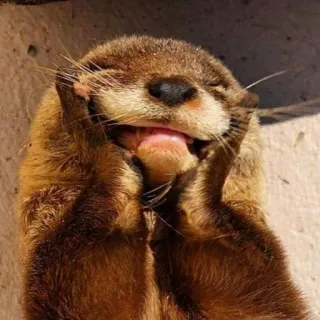 🦦 nutria, animal, lindo, mamífero, fauna, gracioso, feliz, adorable telegram sticker