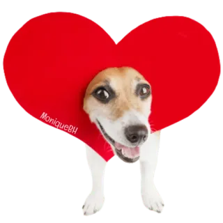 😀 MoniqueBH pies, serce, zwierzę domowe, zwierzę, słodki, miłość whatsapp sticker