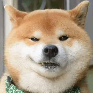 😏 Shiba Inu, chien, mème, animal, animal de compagnie, mignon, sourire narquois telegram sticker