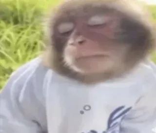 😴 singe, animal, macaque japonais, mignon, mammifère, faune telegram sticker