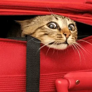 ⚡️ gato, maleta, viaje, mascota, animal, felino, sorprendido telegram sticker