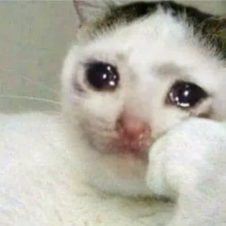 🐱 猫, 悲しい, 泣く, ミーム, 動物, ペット telegram sticker