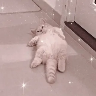 🐱 고양이, 귀여운, 사랑스러운, 애완동물, 반려동물, 새끼 고양이, 집고양이 telegram sticker