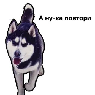 😏 dog, husky, animal, domestic animal, cute, pet whatsapp sticker