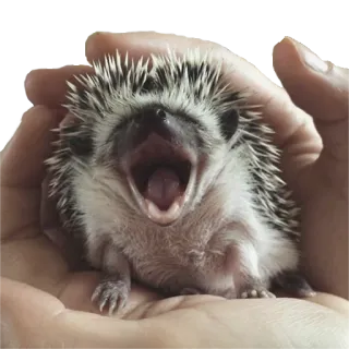🥱 hedgehog, animal, cute, small, hands, yawn, wildlife telegram sticker