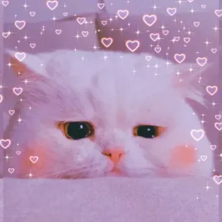 ❤ gato, corazones, lindo, mascota, animal, gato blanco whatsapp sticker