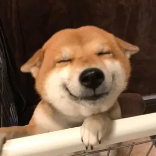 😊 Shiba Inu, Hund, glücklich, süß, lächelnd, Haustier telegram sticker