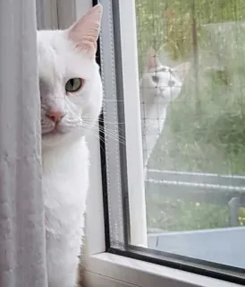 😐 cat, white cat, window, reflection, pet, animal telegram sticker