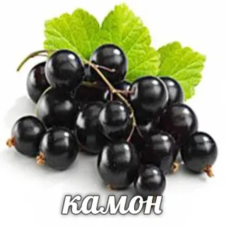 😕 КАМОН 블랙 커런트, 베리, 과일, 음식, 식물, 잎, 러시아 telegram sticker