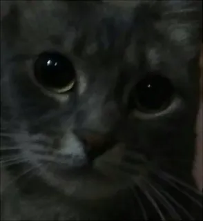 👁 gato, animal, animal de estimação, mamífero, doméstico, felino telegram sticker