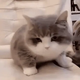 🐱 cat, pet, animal, cute, domestic, feline whatsapp sticker