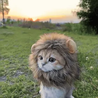 🦁 telegram sticker