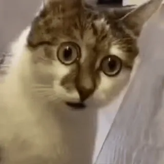 😳 Katze, Tier, Haustier, überrascht, lustig, Meme, süß telegram sticker