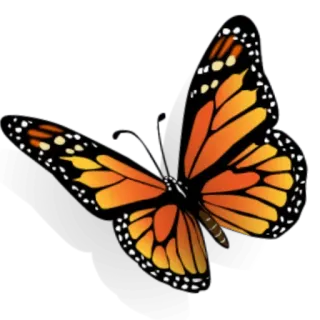 🦋 vlinder, insect, dier, oranje telegram sticker