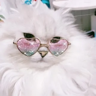 💖 gatto, occhiali da sole, cuore, carino, animale domestico, animale telegram sticker