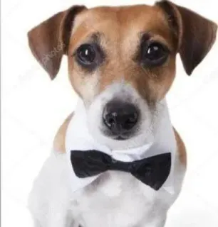 🤝 dog, pet, bowtie, formal, cute telegram sticker