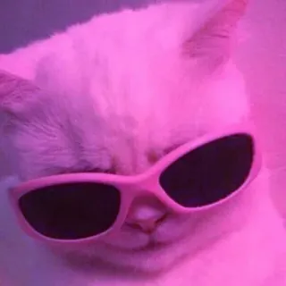 😎 고양이, 선글라스, 멋진, 동물, 애완동물, 분홍색, 집고양이, 고양이과 telegram sticker