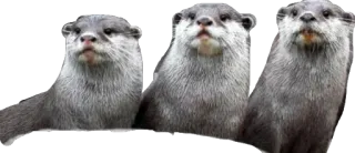 😐 nutria, animal, mamífero, lindo, fauna silvestre telegram sticker