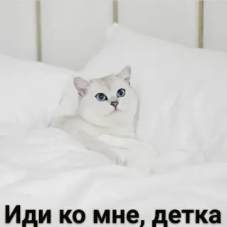 😌 Иди ко мне, детка mèo, dễ thương, động vật, thú cưng, mèo trắng, nga, đến với tôi, em bé telegram sticker