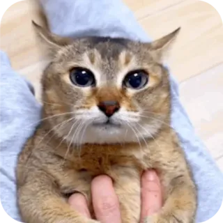 🐱 telegram sticker