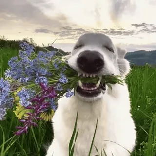 💐 Hund, Blumen, Tier, Natur, süß, Haustier, fröhlich telegram sticker