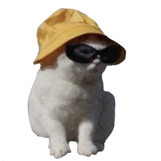 😎 猫, 太阳镜, 帽子, 动物, 宠物, 贴纸 telegram sticker