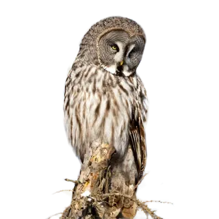 😴 owl, bird, wildlife, nature telegram sticker