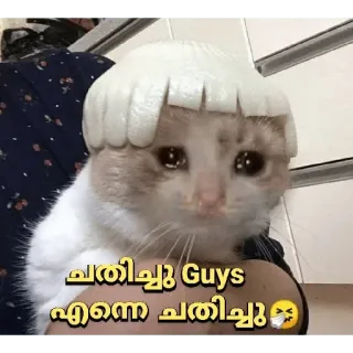 🥺 ചതിച്ചു Guys എന്നെ ചതിച്ചു cat, crying, cute, funny, sad telegram sticker